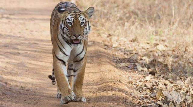 Tigers