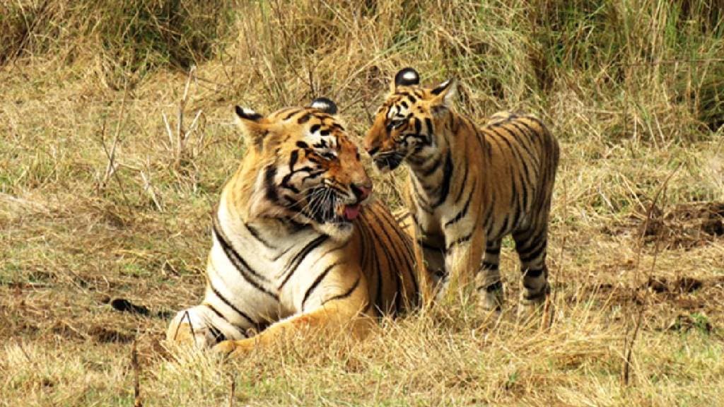 Tiger Census