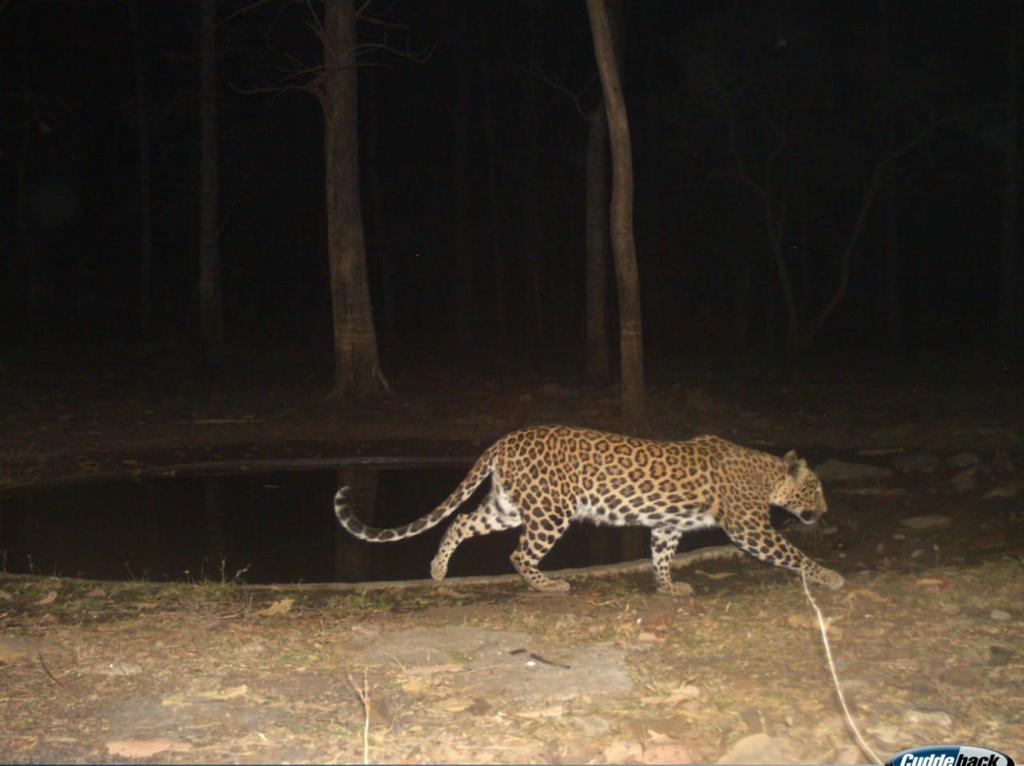 Wardha WildLife Sanctuary Summer 2023