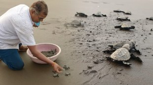 Olive Ridley Tortoise Harihareshwar