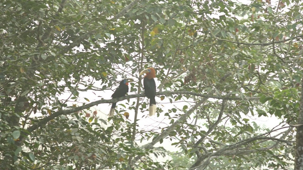 Bird watchers BNHS