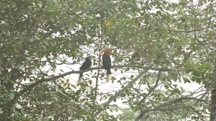 Bird watchers BNHS