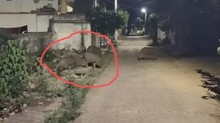 wild boar, attack, Tumsar City