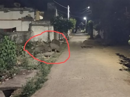 wild boar, attack, Tumsar City wild boar, attack, Tumsar City