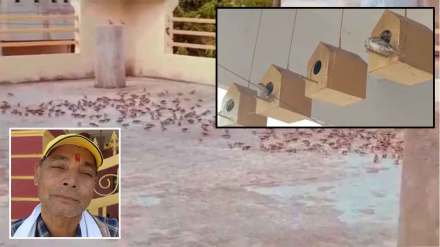 man built 225 wooden nests in house man built 225 wooden nests in house