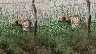 cheetah