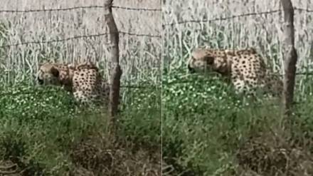 cheetah