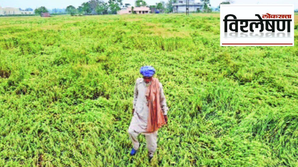 farmer