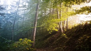 forest land diverted