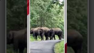 गोंदियामध्ये भर रस्त्यावर हत्तींच्या कळपाची एंट्री!; शेतीचेही नुकसान केल्याची स्थानिकांची माहिती