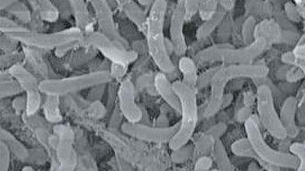 decomposition in the ocean