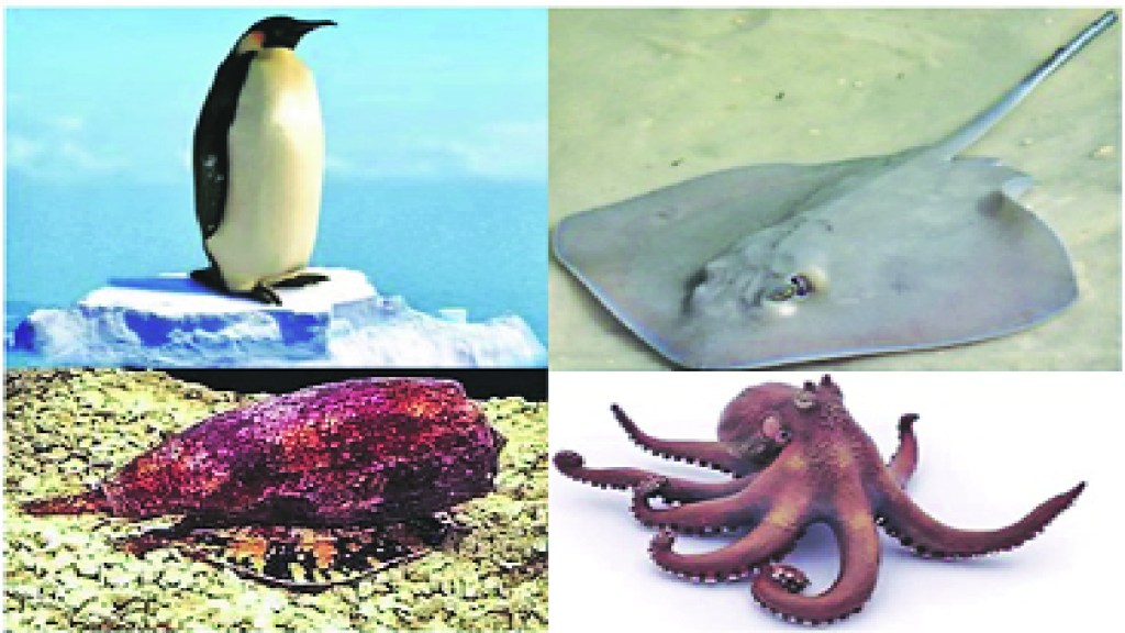 kutuhal Medicines from marine animals सागरी प्राण्यांपासून औषधे kutuhal Medicines from marine animals सागरी प्राण्यांपासून औषधे