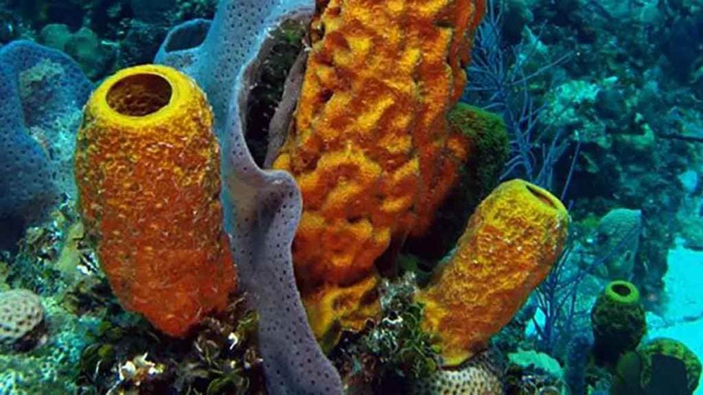 Marine Bacteria