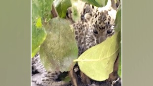 Two leopard cubs found Kolambi forest Washim district