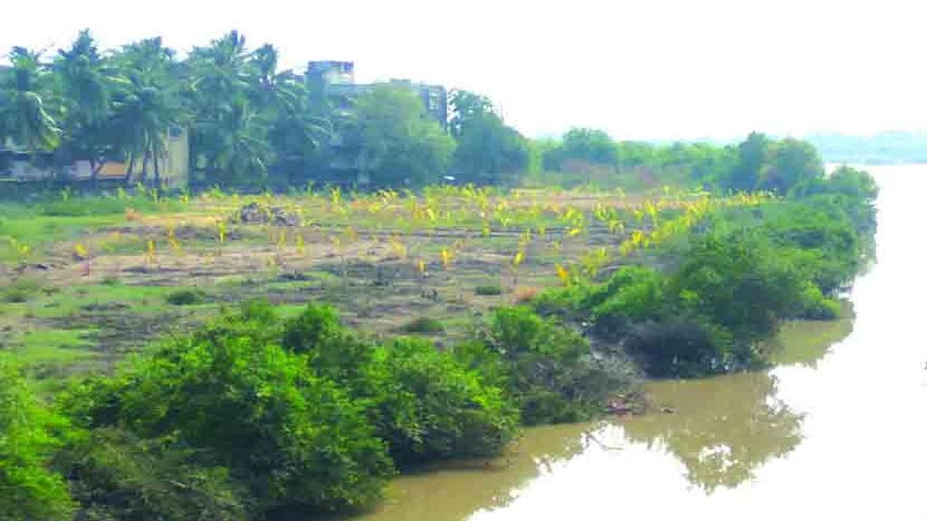 mangroves forest