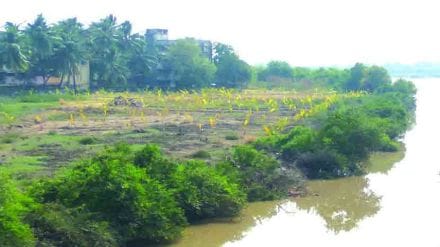mangroves forest