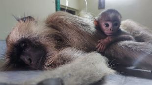 monkey death
