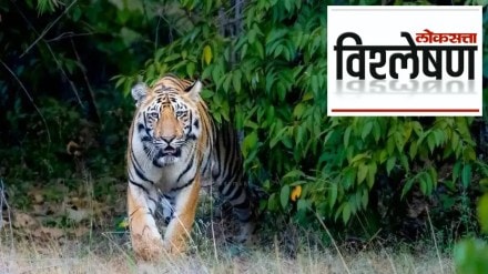 Tigers