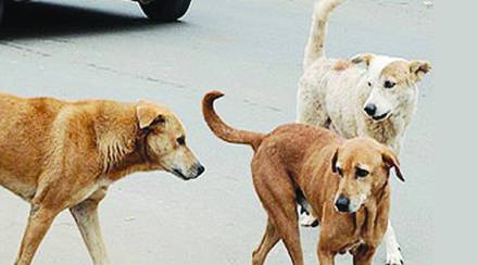 Boy injured dog ​​attack kalyan