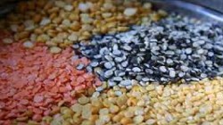 डाळी वगळता अन्य पिकांच्या पेरण्यांनी सरासरी गाठली