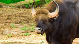 rangava