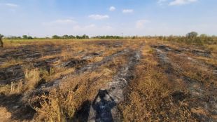sandalwood trees are consumed by fire