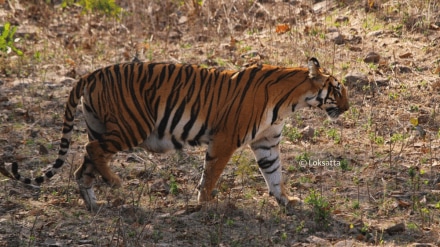 tigress tadoba injured chandrapur