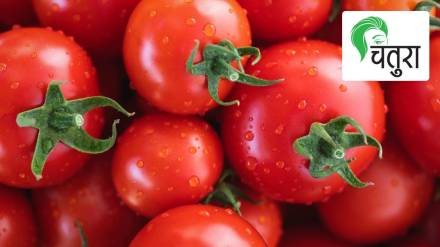 tomato
