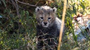 Cheetah-cub