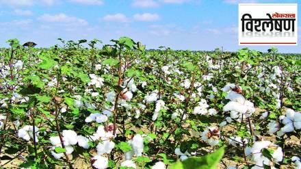 Cotton Farming Cotton Farming