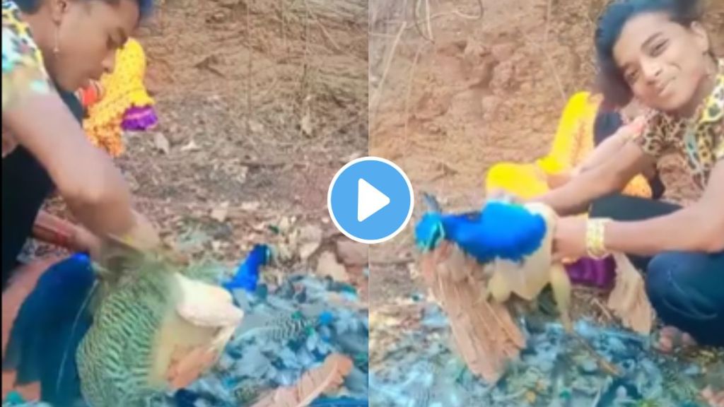 Madhya Pradesh Peacock Viral Video Madhya Pradesh Peacock Viral Video