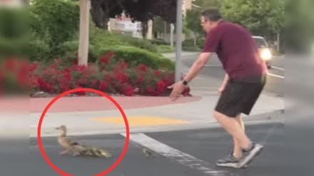 Man dies while helping ducks Man dies while helping ducks