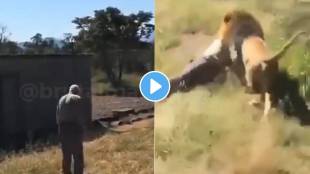 lion attacks on old man