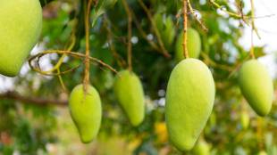 rare mango tree