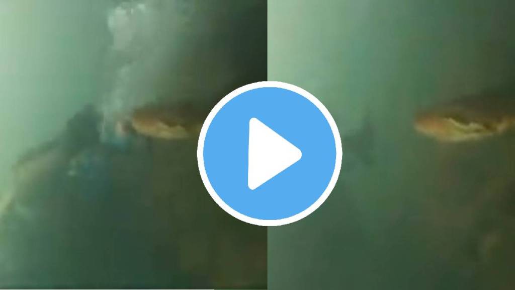 Shocking video man diving into the water encountered a python viral video