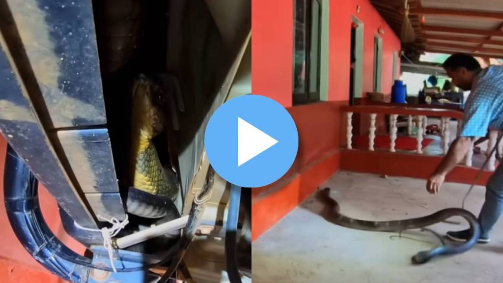 King Cobra Viral Video