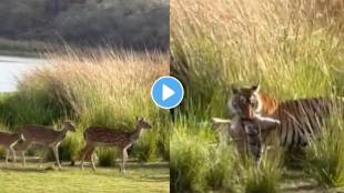 tiger suddenly attacked