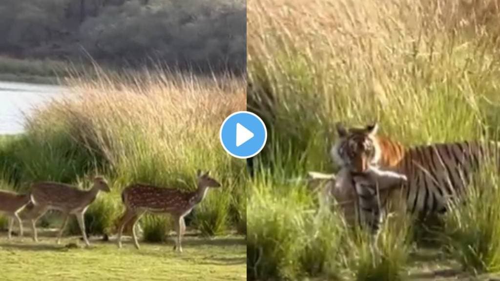 tiger suddenly attacked tiger suddenly attacked