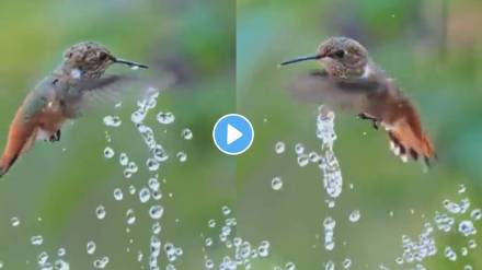 Hummingbird Plays with Water Fountain Hummingbird Plays with Water Fountain