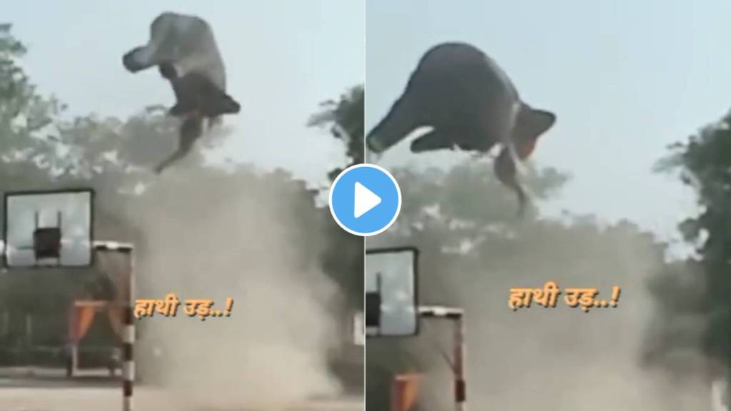 Elephant flying in the sky Elephant flying in the sky