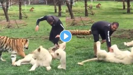 tiger saves man from a leopard attack