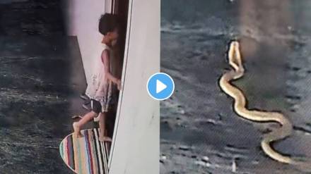 viral video of snake girl come near it but save life by difference of some second shocking wild life video