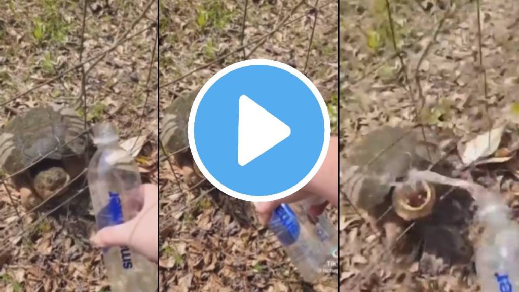 turtle attacks woman viral video