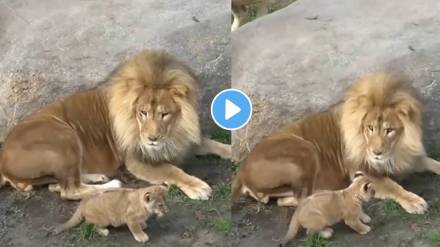 lion scared after cub suddenly came lion scared after cub suddenly came