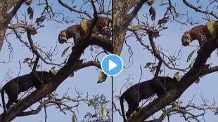 male leopards and black panther