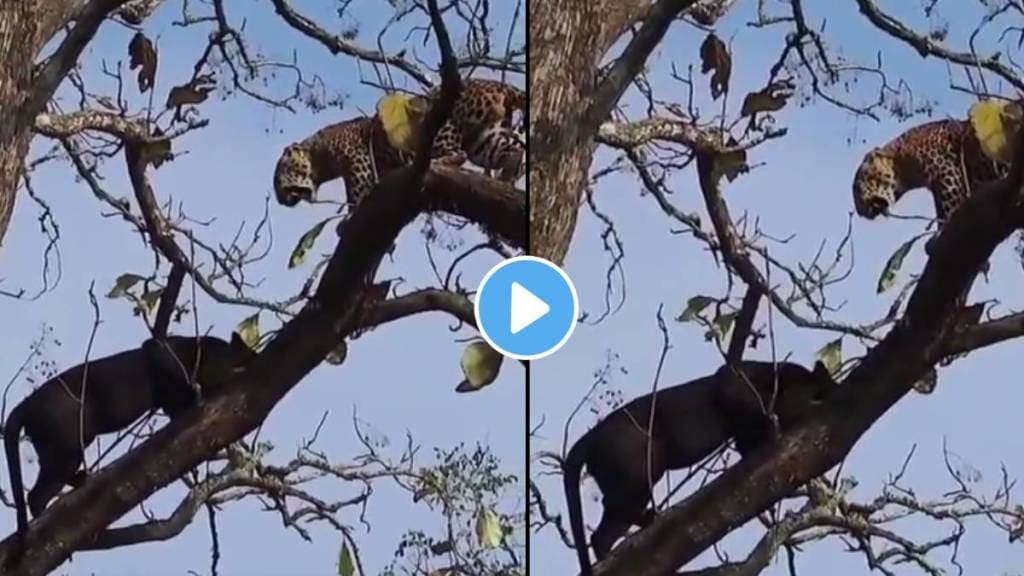 male leopards and black panther male leopards and black panther