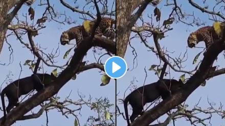 male leopards and black panther male leopards and black panther