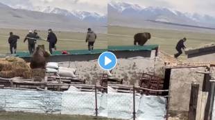 Bear attacked on people shocking incident