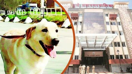 PMC-pet dog