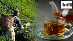 India's tea but origin in China